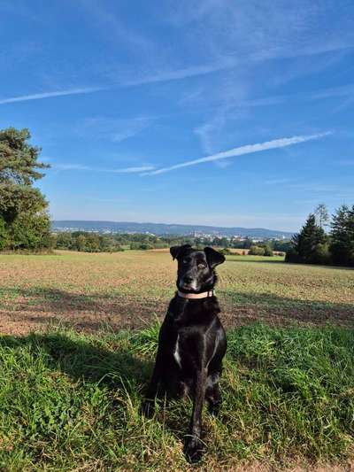 Hundetreffen-Training und Hundefreunde-Bild