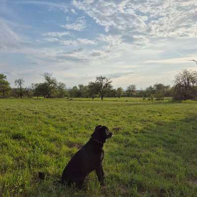 Hundetreffen-Hundetreffen 🌸-Bild