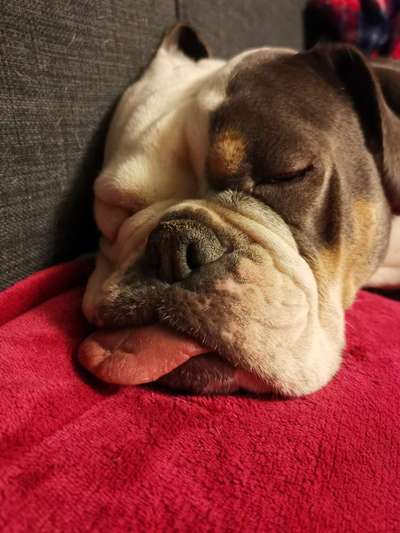 Fotosammlung: ,,Der natürliche Hund" Unbearbeitet, ungestellt und in Natura-Beitrag-Bild