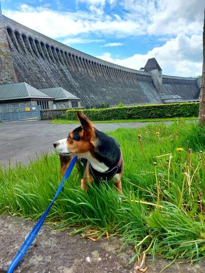 Die Dogorama Monats Challenge "Es grünt und blüht"-Beitrag-Bild