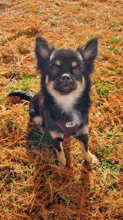 Wie heißt dein Hund?-Beitrag-Bild