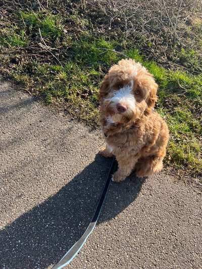 Hundetreffen-Gemeinsame Spaziergänge und Playdates-Bild