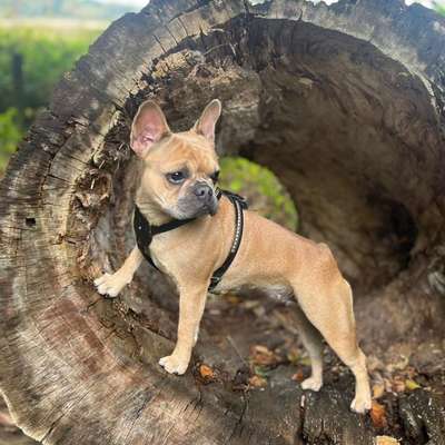 Hundetreffen-Gassirunde / social walk in Huchting-Bild