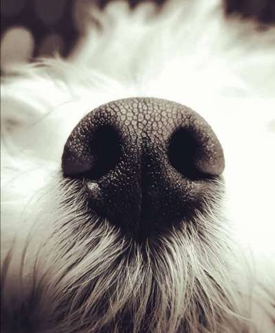 Zeigt her eure Hundenasen-Beitrag-Bild