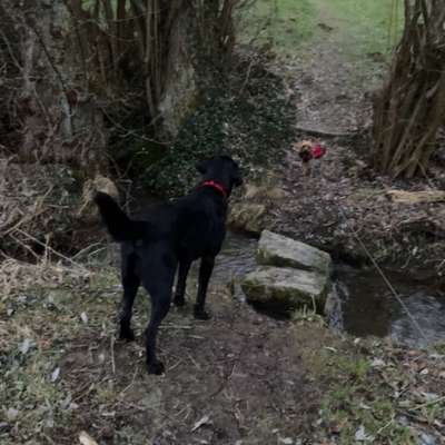 Hundetreffen-Hundetreff Rinteln