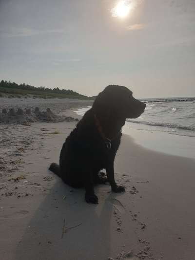 Challenge 41 - Mein Hund im Urlaub-Beitrag-Bild