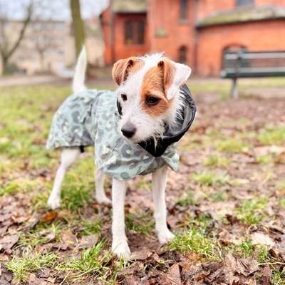 Rückenlänge Jack Russel Terrier-Beitrag-Bild