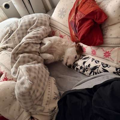 Darf der Hund bei Euch im Bett schlafen?-Beitrag-Bild
