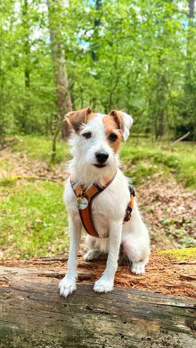 Hundetreffen-Waldfreunde gesucht 🕵🏼-Bild