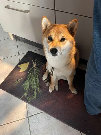 Shiba - Eltern-Beitrag-Bild