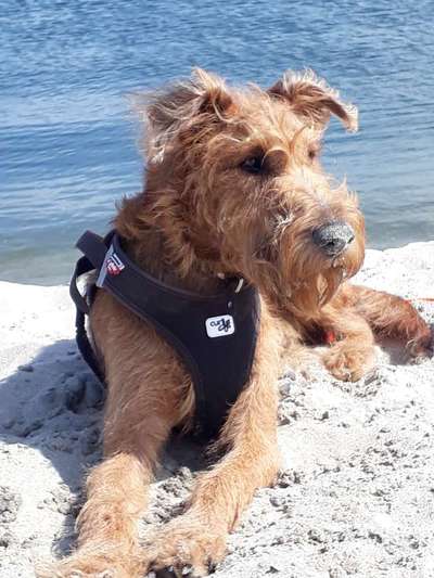 Hundetreffen-Irish Terrier - Austausch, Geschwistersuche-Bild