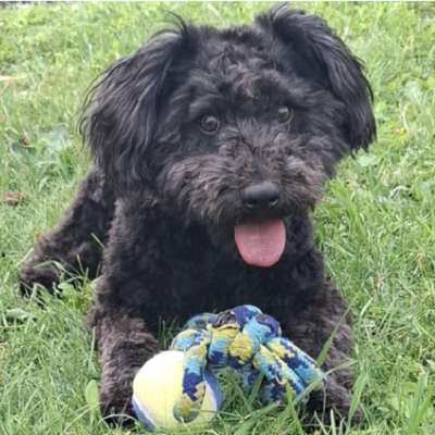 Hundetreffen-Hundespaziergang-Bild