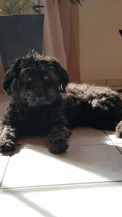 Auslandstierschutz-Beitrag-Bild