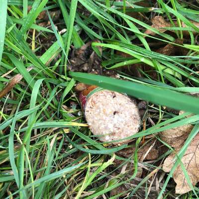 Giftköder-Ausgelegte Wurst und Champignons-Bild