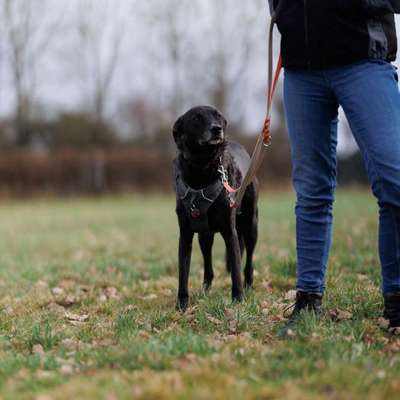 Giftköder-Einzeltraining-Bild