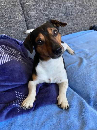 Wo sind die Jack und Parson Russell Terrier?-Beitrag-Bild