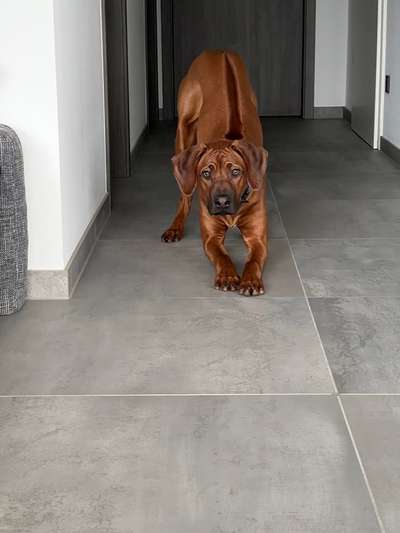 Hundetreffen-suche Freunde zum toben!😁-Bild