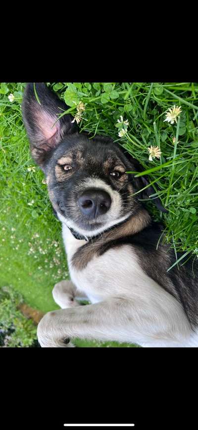 Hundetreffen-Spieltreffen-Bild
