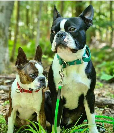 Boston Terrier Liebhaber❤️-Beitrag-Bild