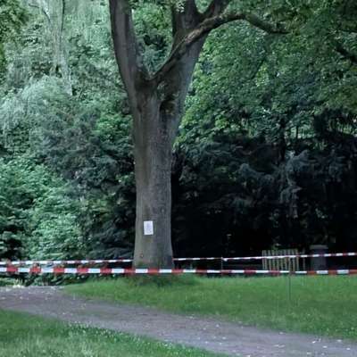 Giftköder-Eichenprozessionsspinner-Bild