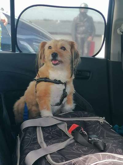 Auslandstierschutz-Beitrag-Bild