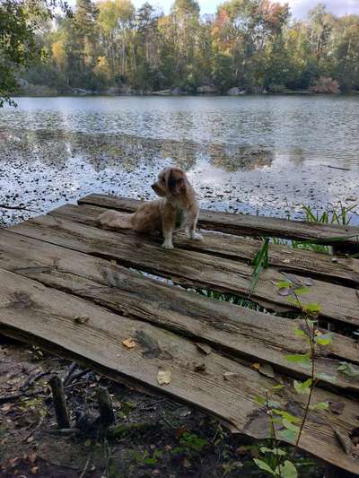 Dogorama Photo Challenge - Gassipause-Beitrag-Bild