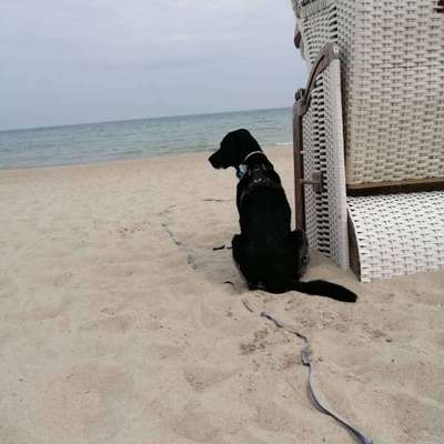 Die Dogorama Wochen Challenge: “Dein Hund im Urlaub”-Beitrag-Bild