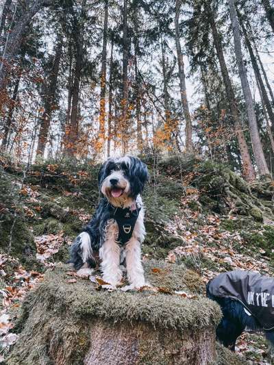 Doggos aus dem Tierschutz. Erzählt mal...-Beitrag-Bild