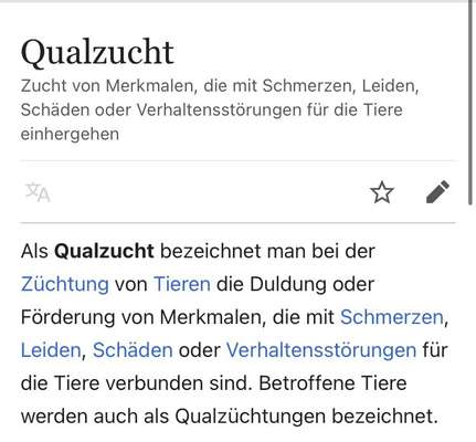 Brachycephale Hunderassen-Beitrag-Bild