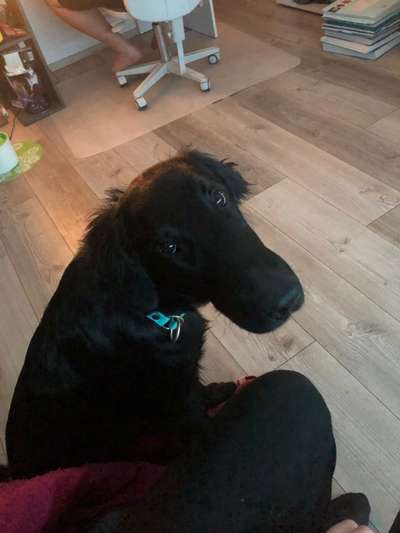 CHALLENGE NR. 19 - Der Hundeblick-Beitrag-Bild