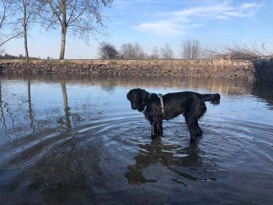 Seltene Rassen!-Beitrag-Bild