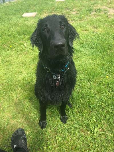 Flat Coated Retriever-Beitrag-Bild