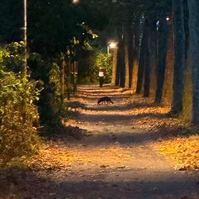 Giftköder-Fuchs-Bild