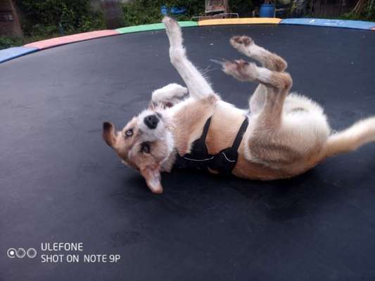 Die Dogorama Wochen Challenge-Beitrag-Bild