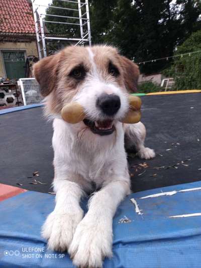 Die Dogorama Kalender Challenge Titelbild-Beitrag-Bild