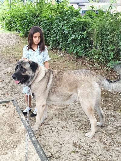 Gibt es hier noch mehr Türkische *Mastiffs*?-Beitrag-Bild