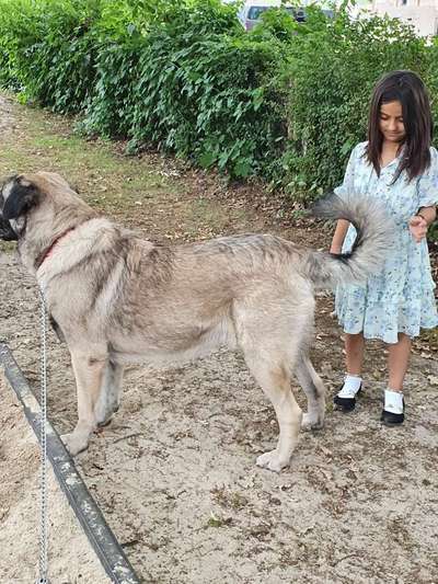 Gibt es hier noch mehr Türkische *Mastiffs*?-Beitrag-Bild