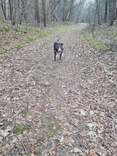 Die Dogorama Wochen Challenge-Beitrag-Bild