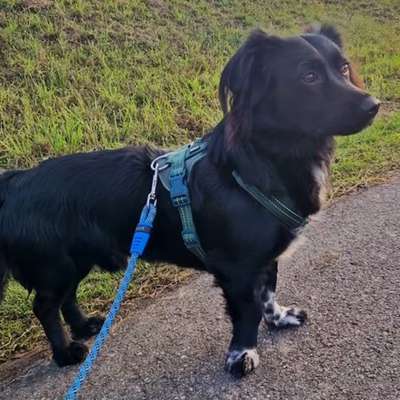 Erfahrungsaustausch: Tierschutzhund aus Rumänien / Extreme Unsicherheit, Gassi-Routinen & Besuch 🐾-Beitrag-Bild