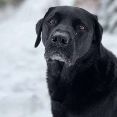 Hundetreffen-Wir suchen Freunde zum Spazieren und Toben!