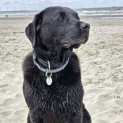 Hundetreffen-Wir suchen Freunde zum Spazieren und Toben!