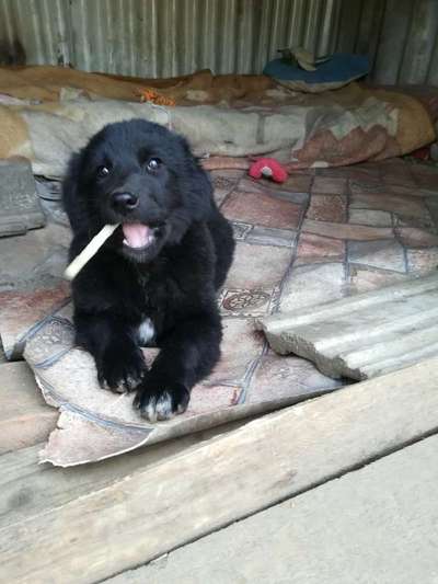 Welpen Bilder !-Beitrag-Bild