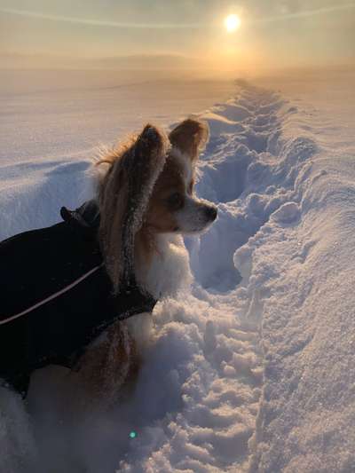 Die Dogorama Kalender Challenge Teil 2/4-Beitrag-Bild