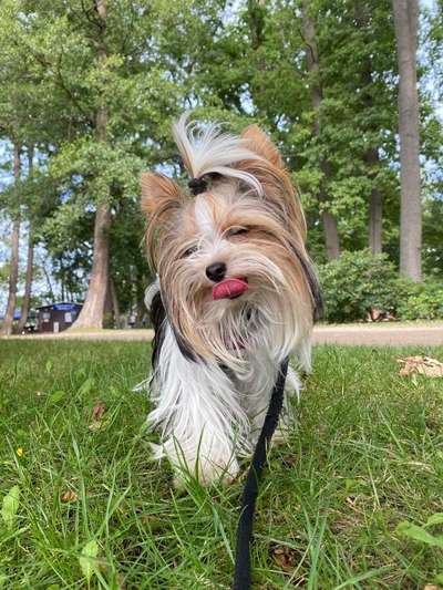 Dein Hund im Dogorama-Kalender 2021-Beitrag-Bild