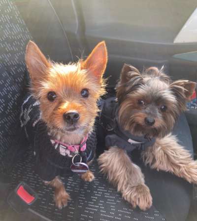 Yorkshire Terrier-Beitrag-Bild