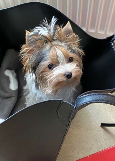 Yorkshire Terrier-Beitrag-Bild