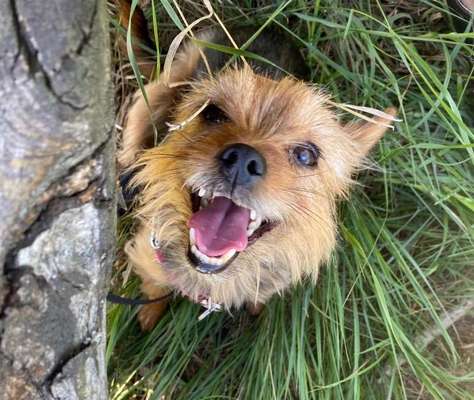 Dein Hund im Dogorama-Kalender 2021-Beitrag-Bild