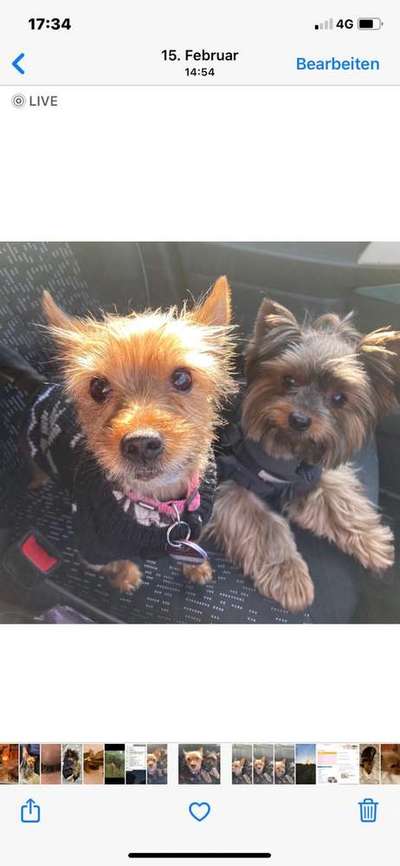 Mehrere Hunde zuhause !-Beitrag-Bild