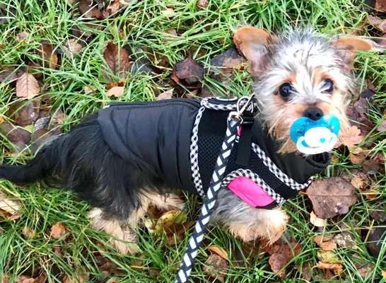 Dein Hund im Dogorama-Kalender 2021-Beitrag-Bild