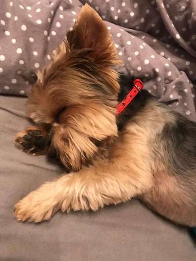 Dein Hund im Dogorama-Kalender 2021-Beitrag-Bild